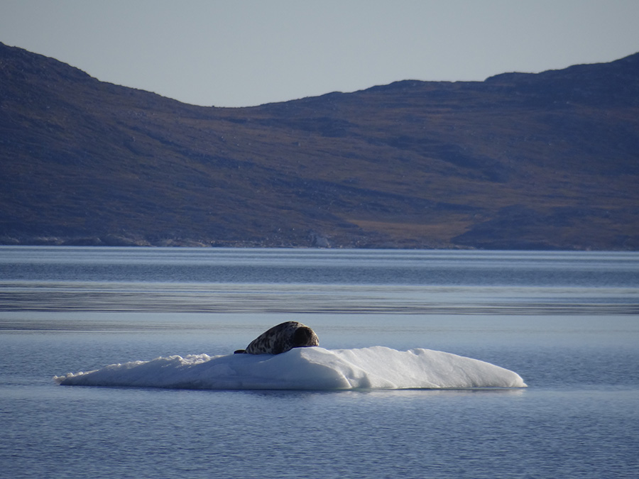 Phoque sur un iceberg