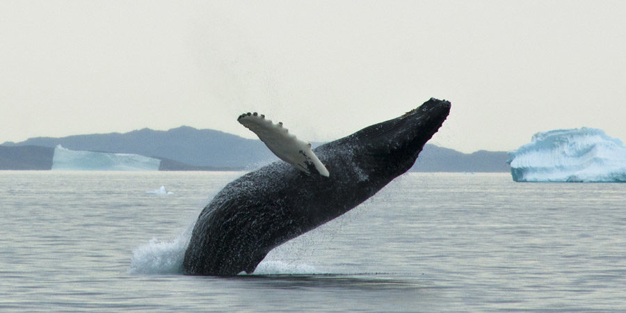 baleine Groenland